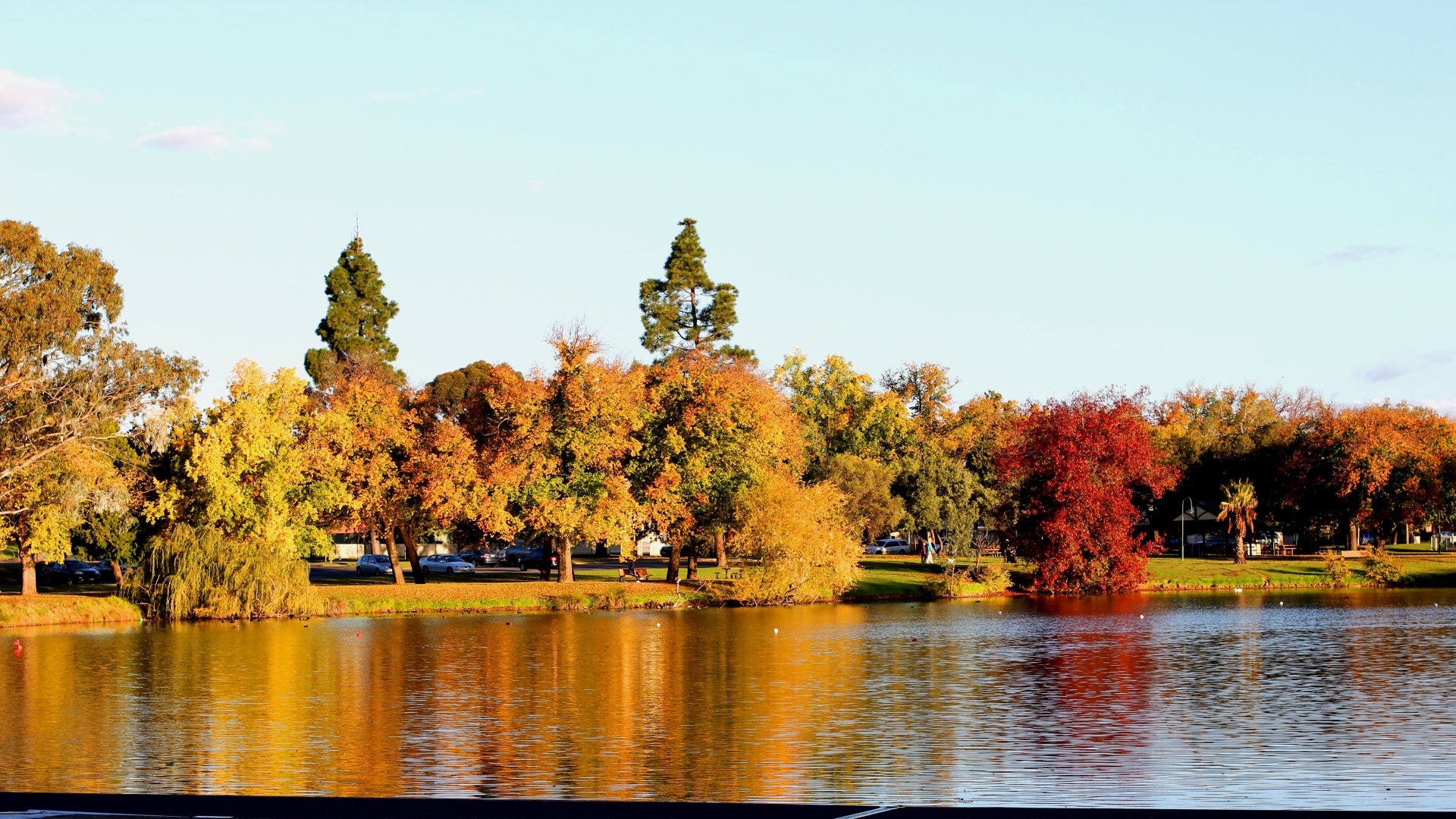 Bendigo Lake Weeroona