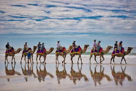 Camelot Camels Noosa North Shore