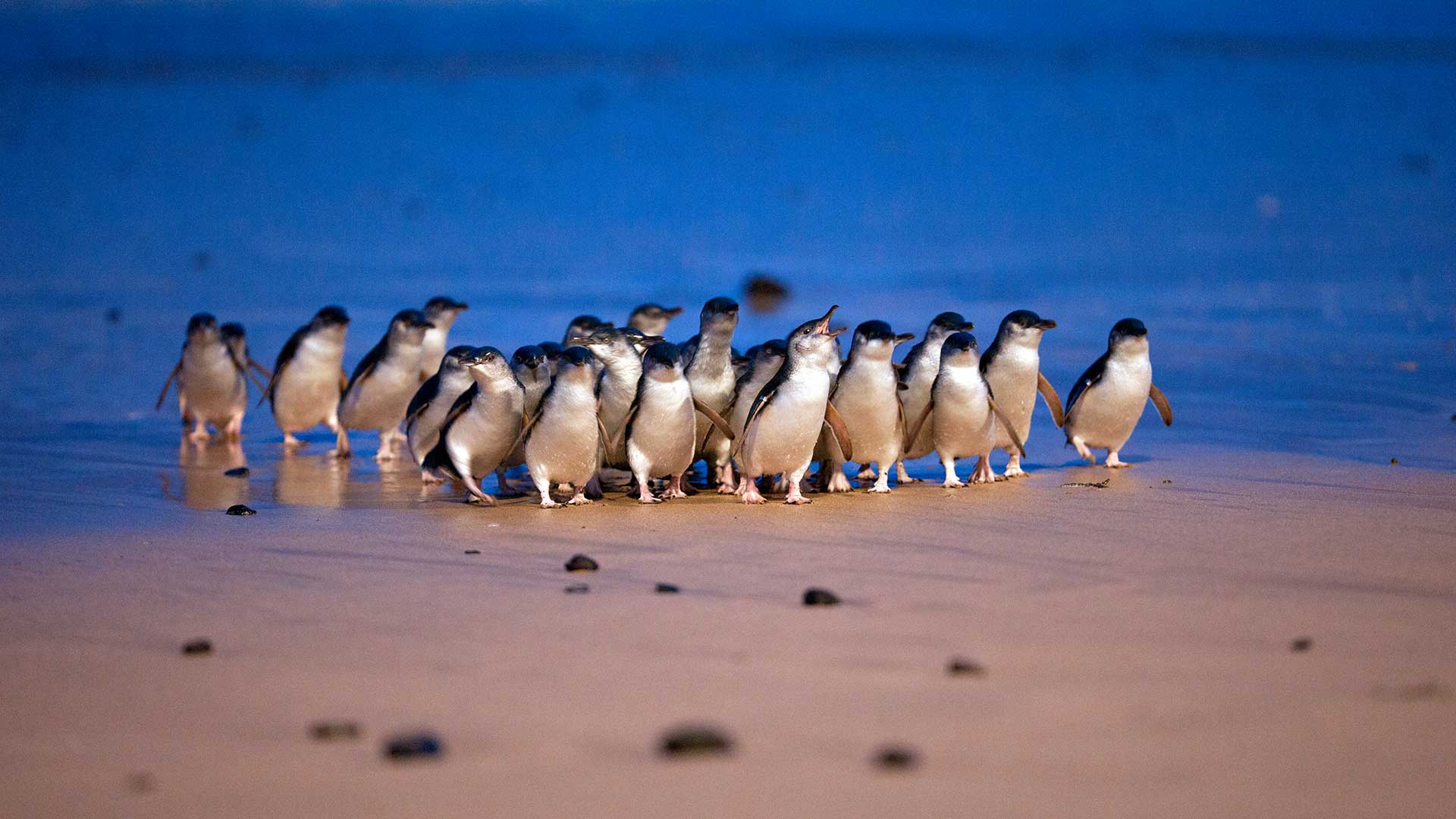 PhillipIsland Penguin Parade