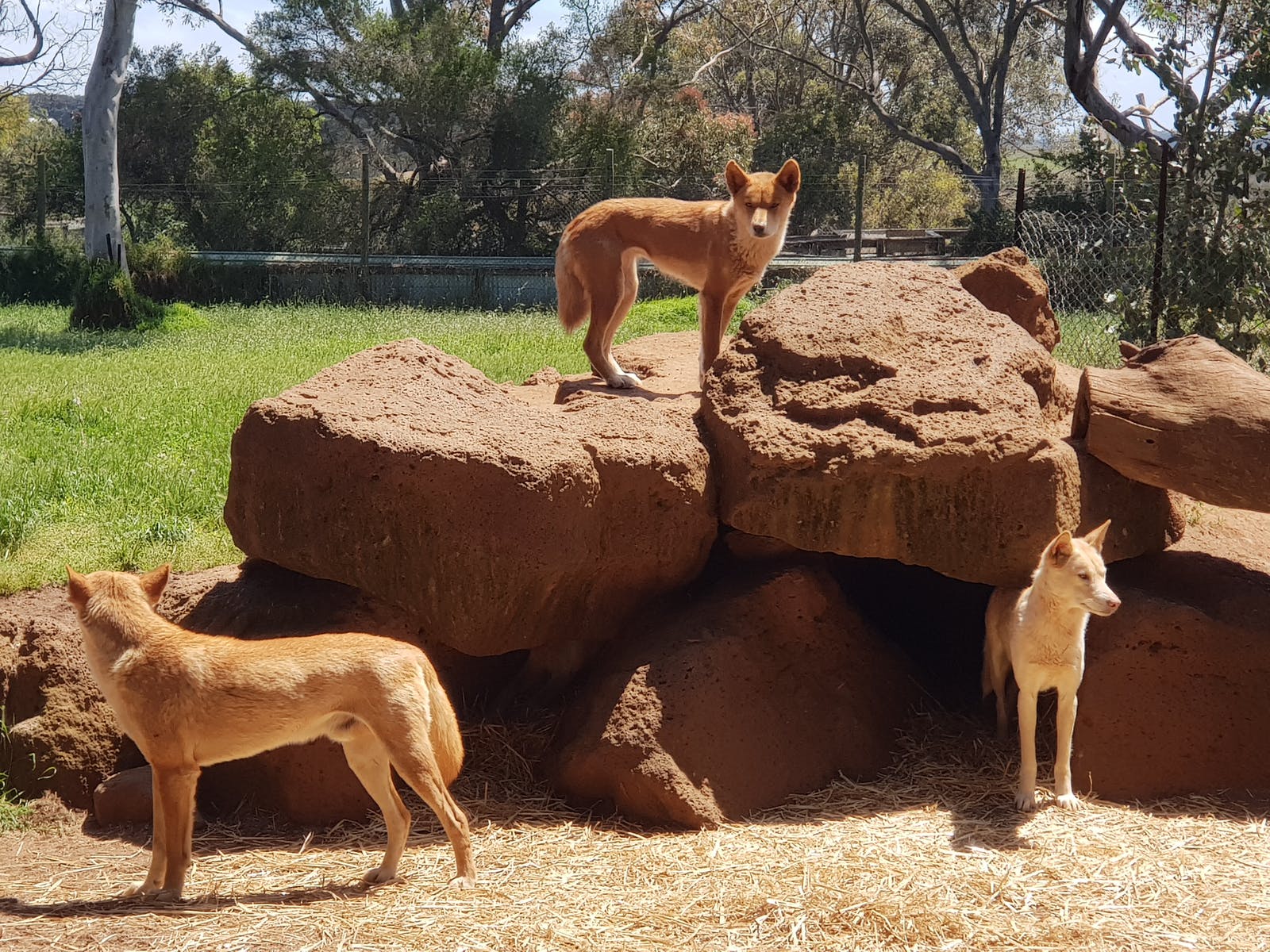 PhillipIsland Phillip Island Wildlife Park