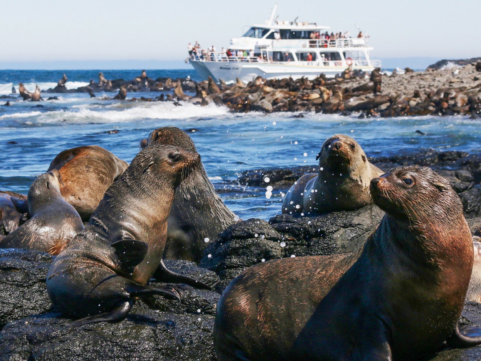 PhillipIsland Wildlife Coast Cruises