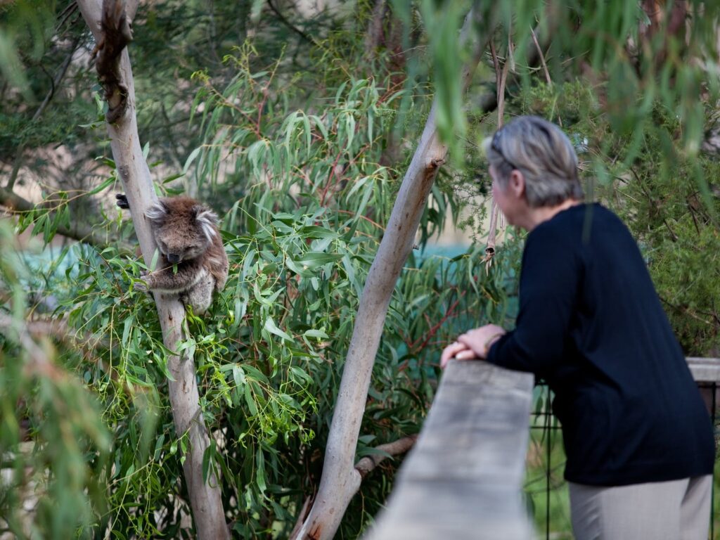 PhillipIsland Koala Conservation Reserve