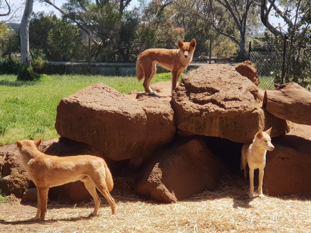PhillipIsland Phillip Island Wildlife Park