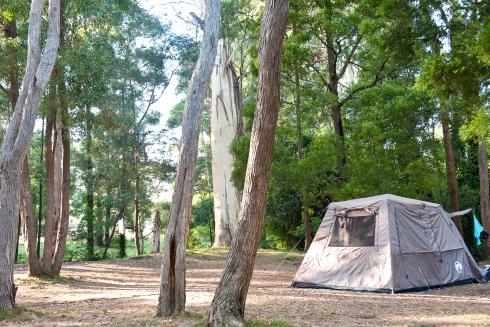BIG4 Yarra Valley Park Lane Holiday Park - Powered Swag and Small Tent Sites 